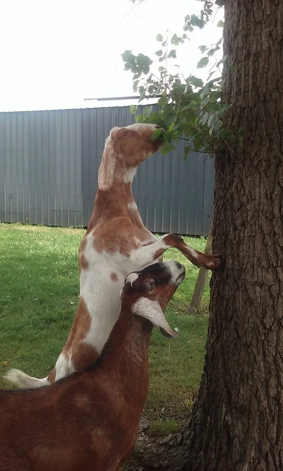 In memory of Marigold (the brown goat), our first goat.