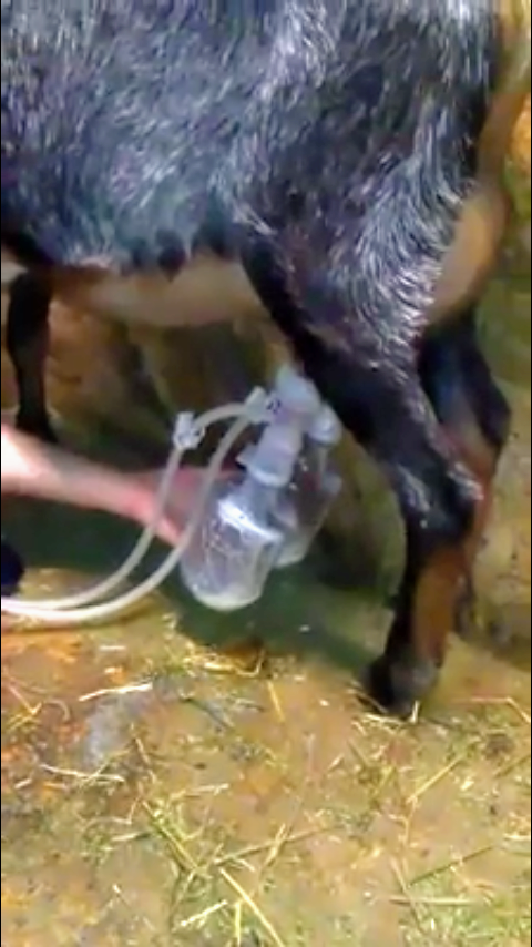 Blurry goat milking