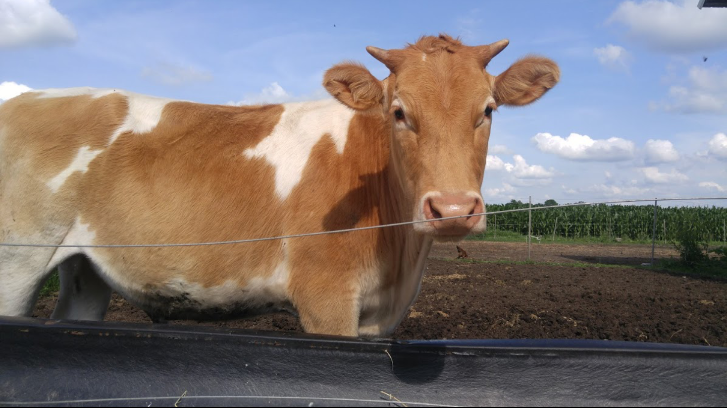 Our beef comes from various breeds of bull calves from our dairy cows. It depends on what I breed them to (I artificially inseminate them). We don’t have a ton of bull calves born here so our beef is limited.