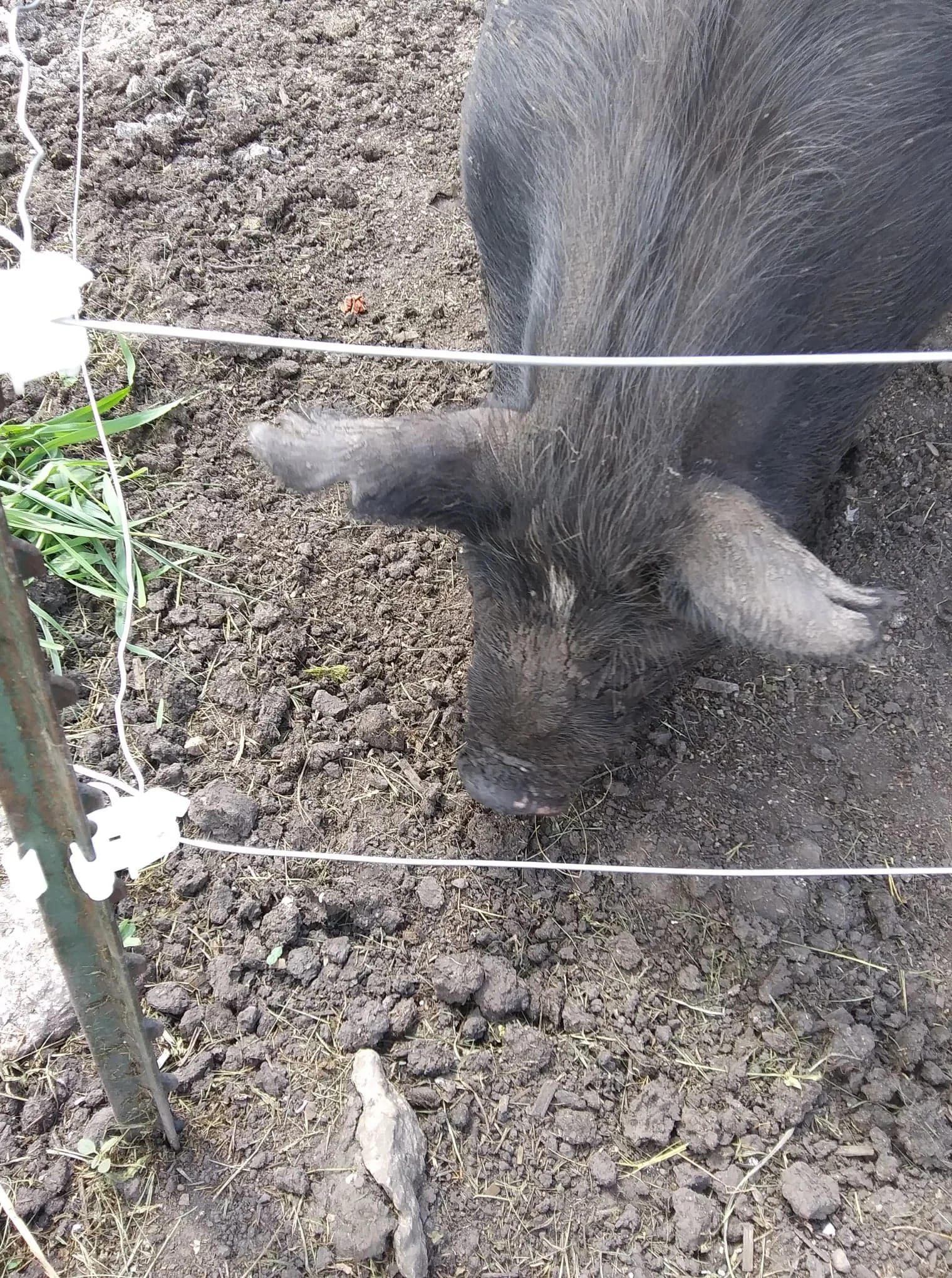 Piggy fence with a makeover. New wire, new insulators, and a fencer box all to themselves!