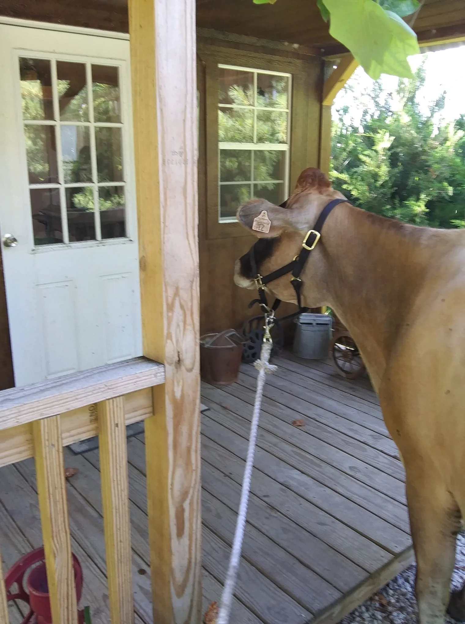 Follow Candy’s lead… Jersey’s have such personalities! HAHA!!