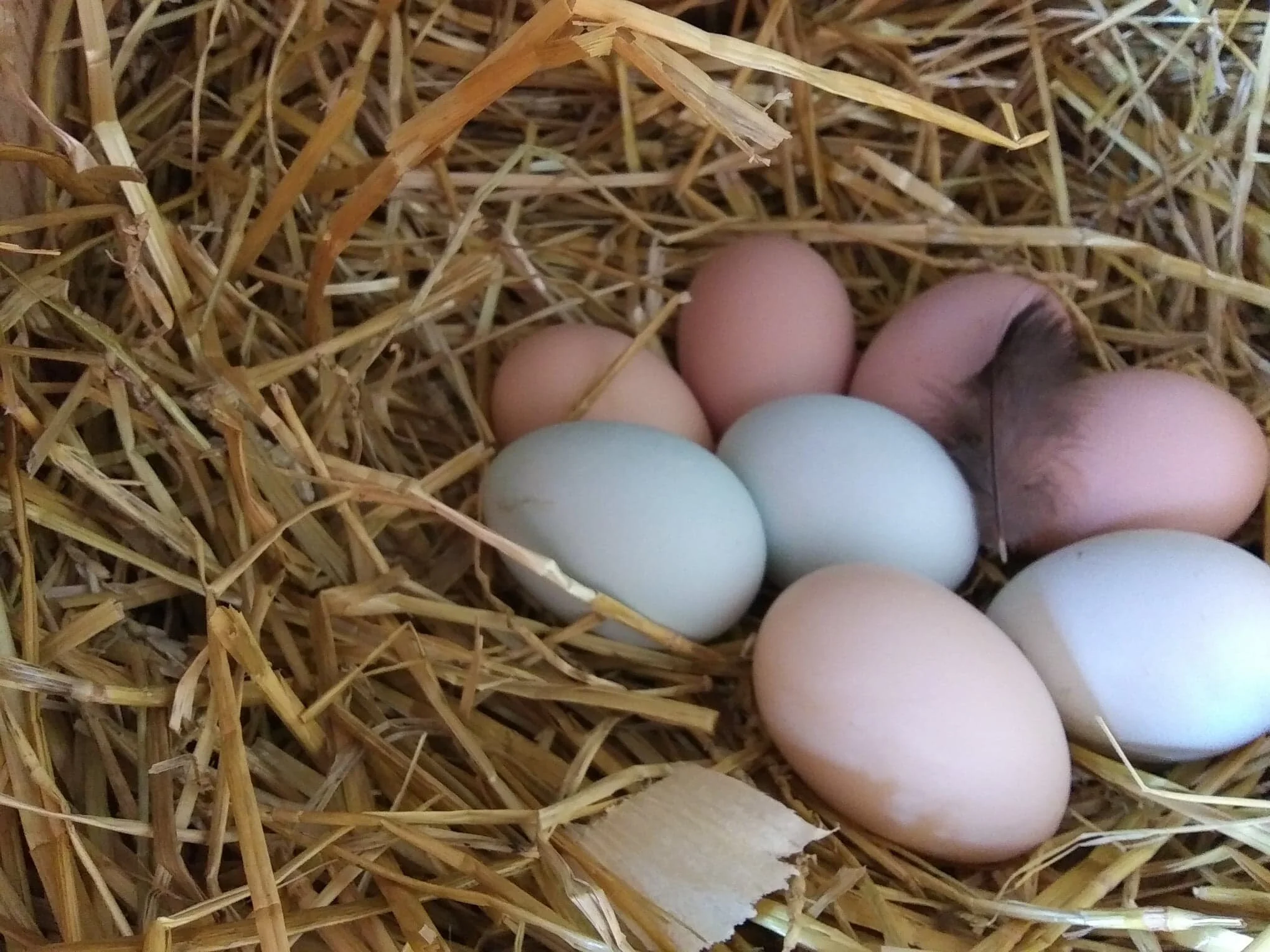 eggs in straw with feather.jpg