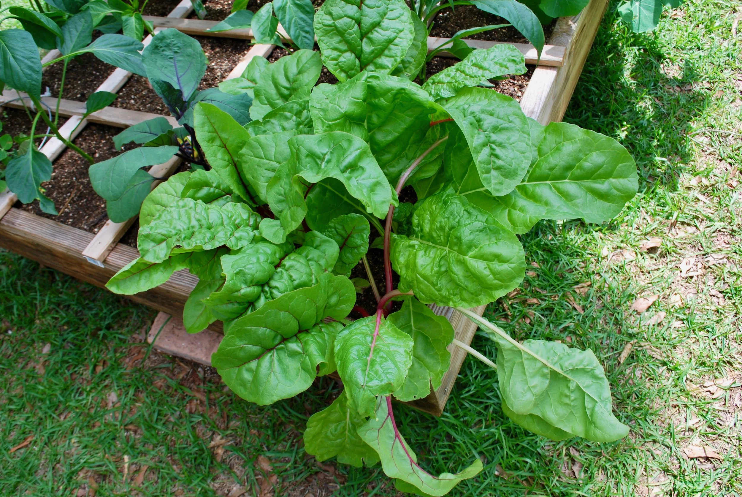 The healthy Swiss Chard! Can you believe they are the same plants as the first photo?!!
