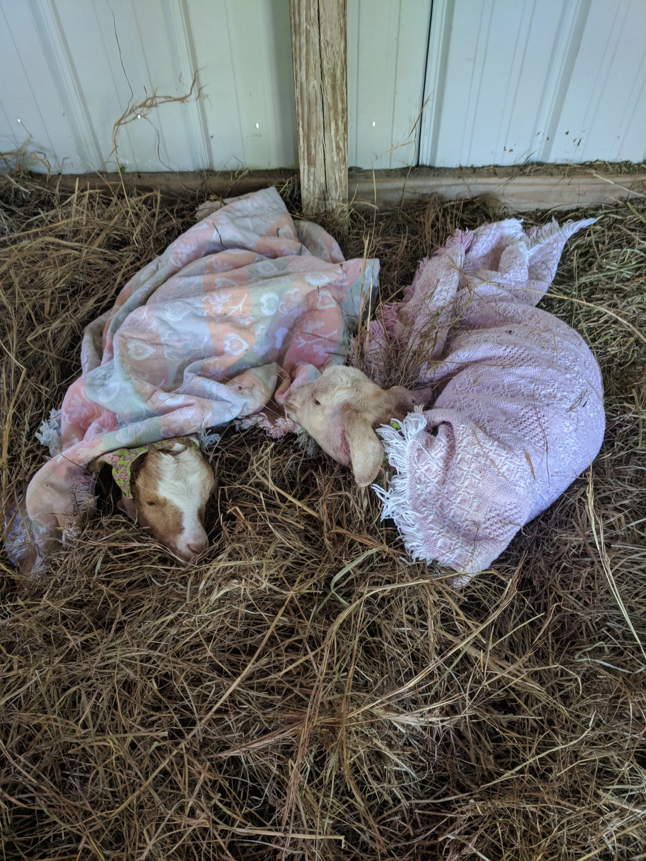 They had trouble regulating their temperature the first 48 hours, so we cared for them around the clock. We used blankets that we had just picked up to keep them warm.