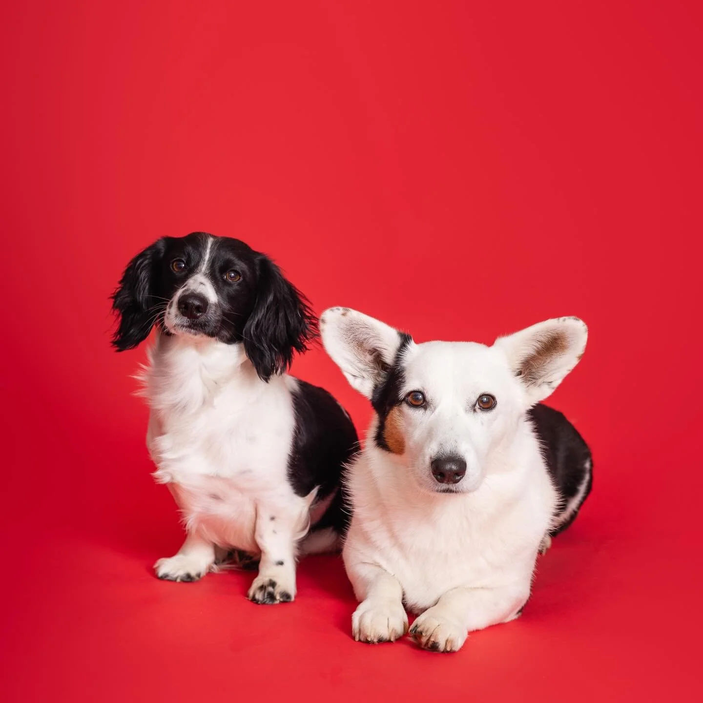 Christmas Eve wishes from @tessieanddoug (and Gordon and me, too!) 🐶🎄

Hope your night is filled with warmth and quiet joy. May you feel His presence extra close tonight, and may your heart be filled with peace. 🤍