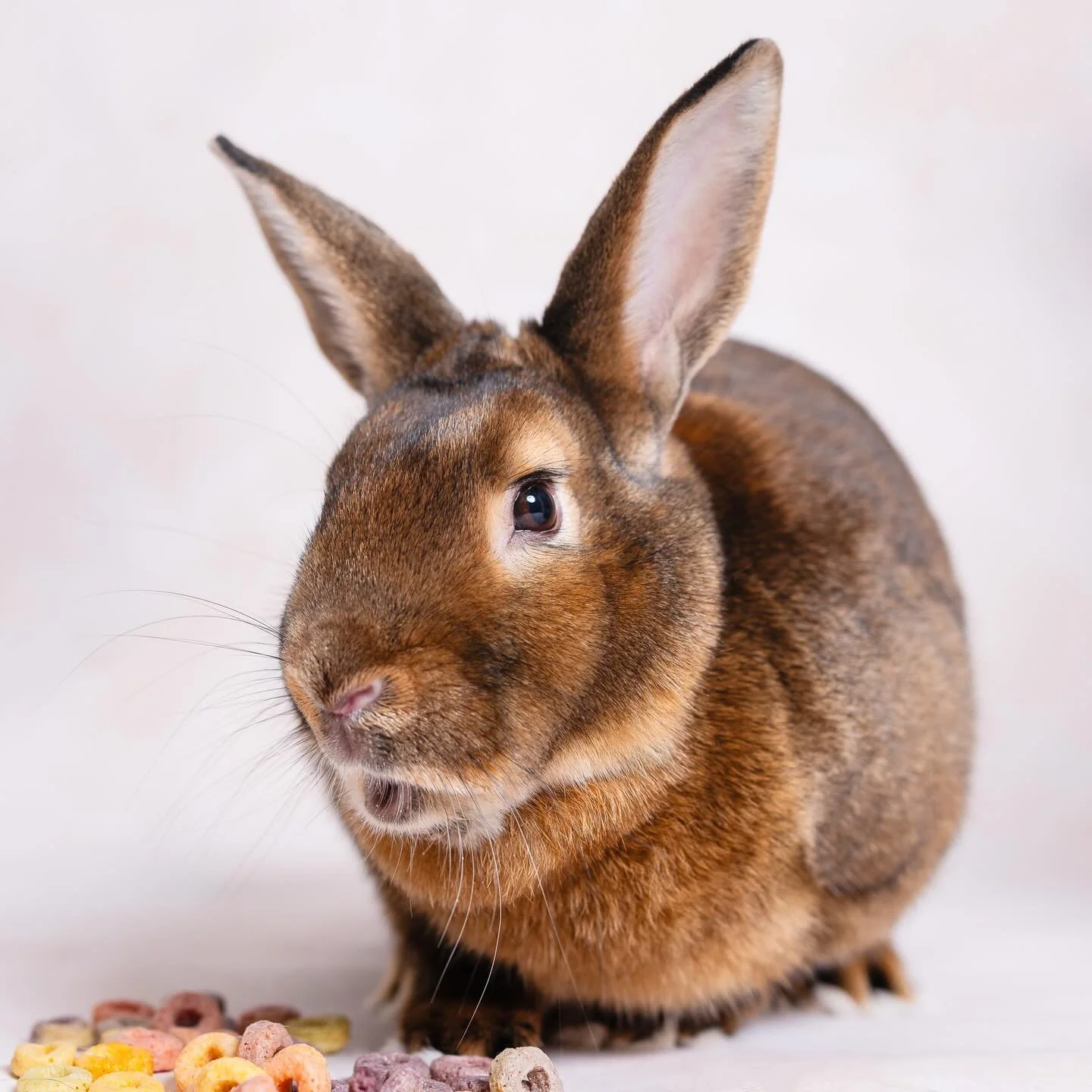 Flint the Copper Satin says: skip the chocolate, grab the Froot Loops. 🐰🌈
