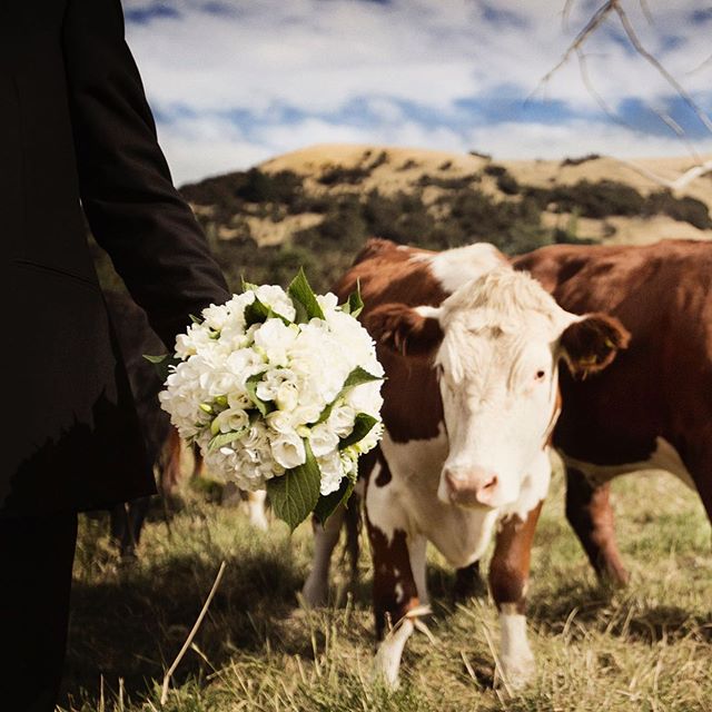 When the cow wants your flowers #trouble #cow #weddingphotography #weddingday #wedding #groom #nevermissamoment #jvk #johannesvankan