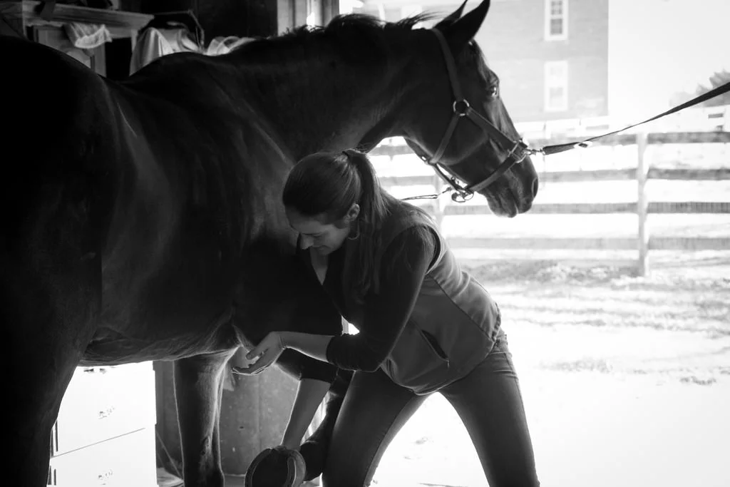 bw horse.jpg