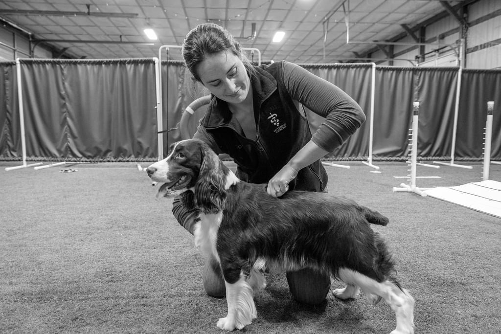 spaniel at agility c.jpg