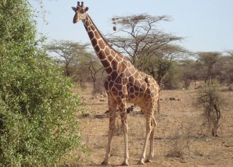 Samburu_Giraffe