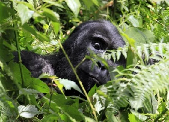 rushenyi_gorilla.jpg