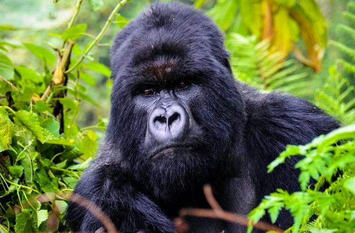 Gorilla_Volcanoes.jpg