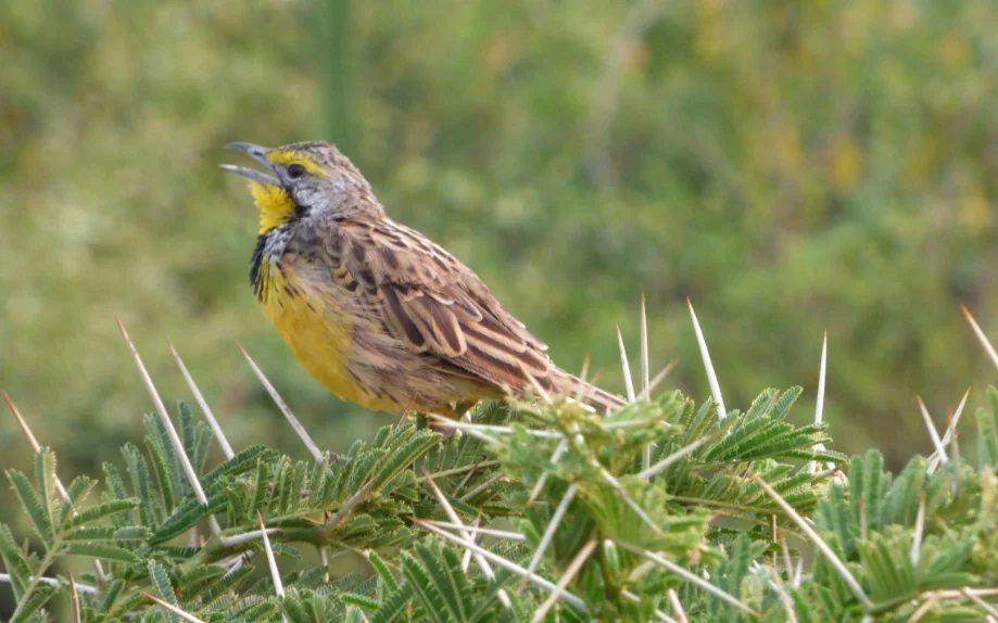 Birding_Semuliki.jpg