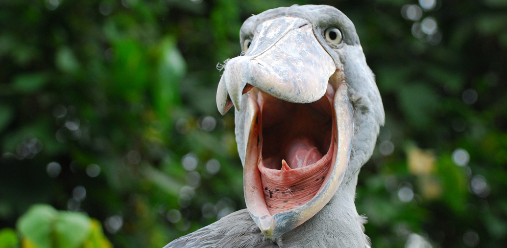 SHOEBILL 2.png