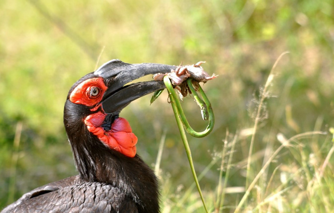 sothern ground hornbill on a snake.png