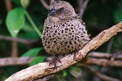 rufous tailed weaver.jpg
