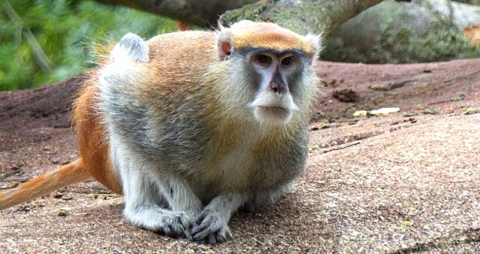 patas monkey 2.jpg