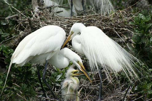 white egret 2.png