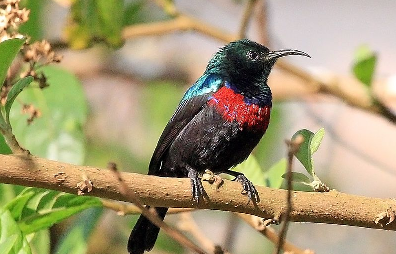 red chested sunbird.png