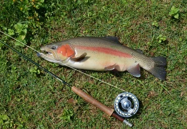 trout fishing.jpg