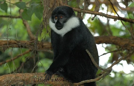 L'Hoest monkey 2.jpg