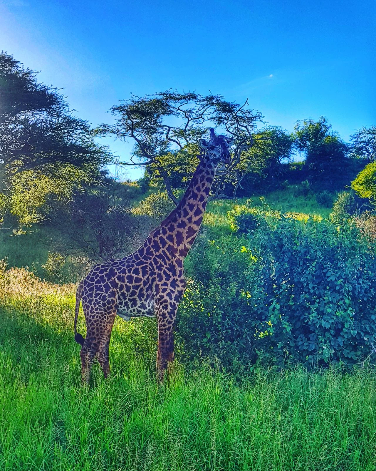 Uganda_Safari5.jpeg