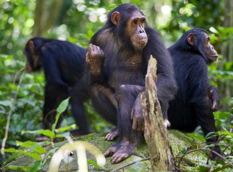 chimpanzee 1.jpg