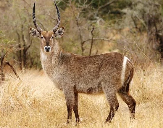 waterbuck 2.jpg