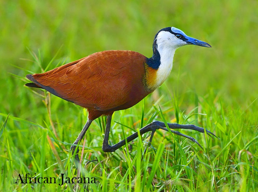 african jacana 1.jpg