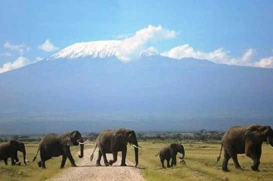 elephants 1.jpg
