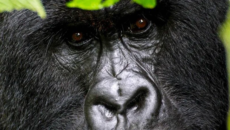 gorillas2.jpg