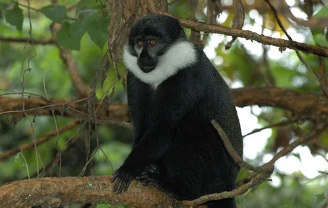 l'hoest's monkey.jpg
