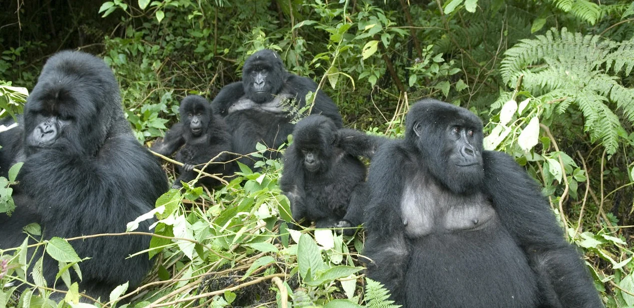 Untitled rwanda.jpg