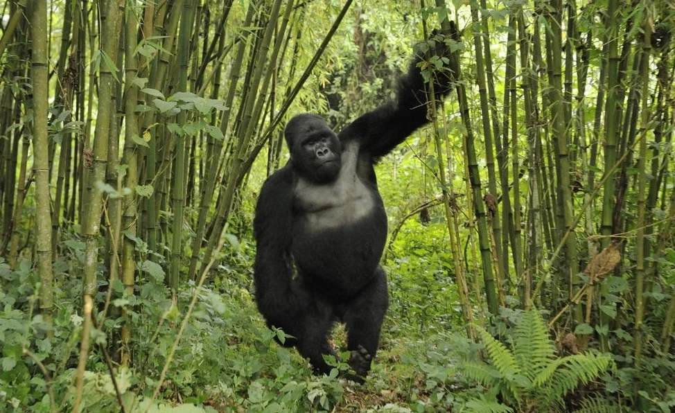 bamboo tree gorillas.jpg