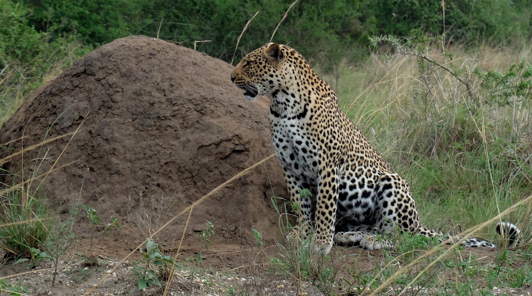 kasenyi.jpg