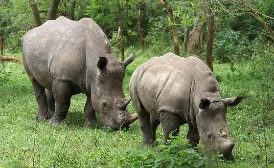 rhino.jpg