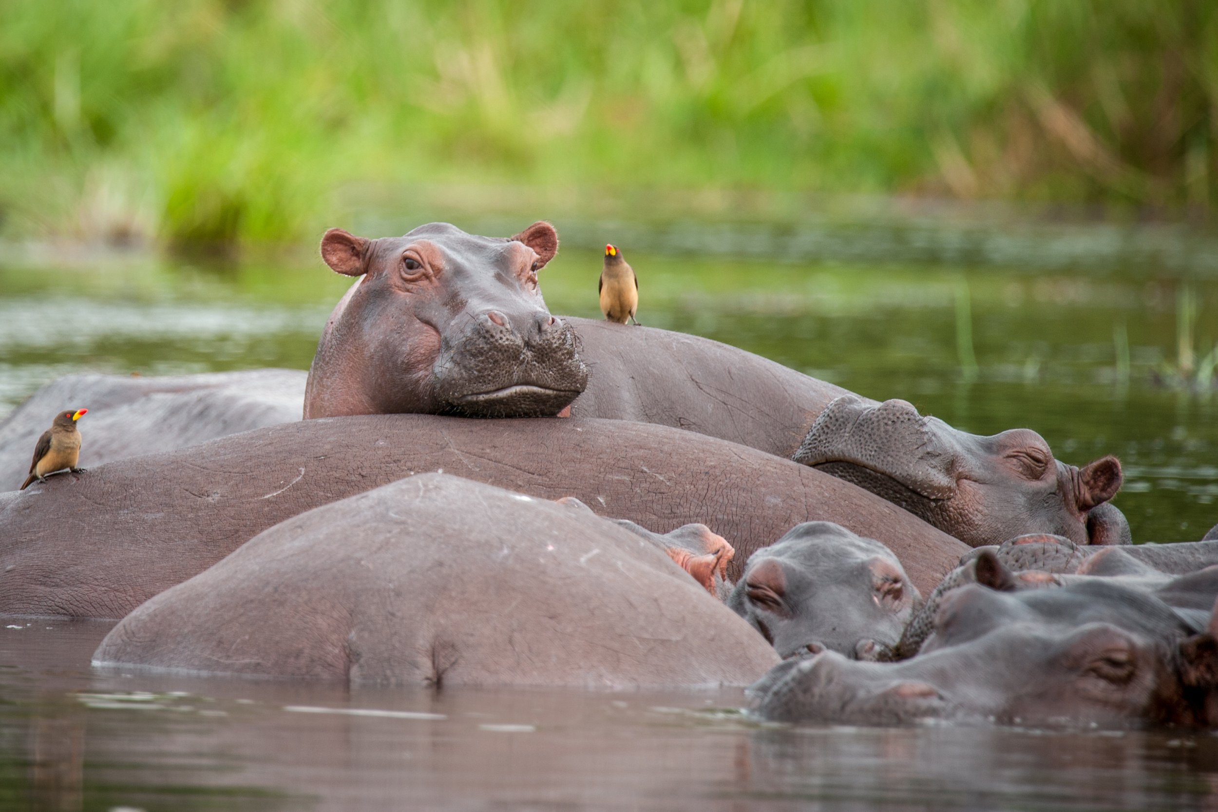Hippo pod relaxing in the Nile River, Murchison Falls National Park, Uganda.jpg