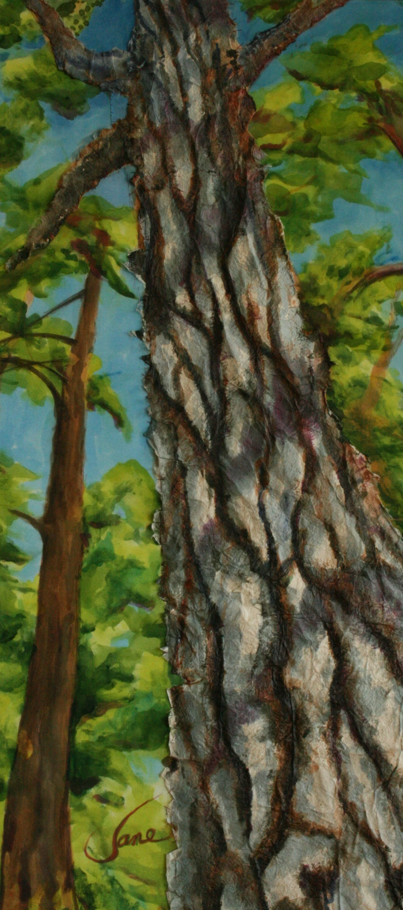 GNP Conifer.jpg
