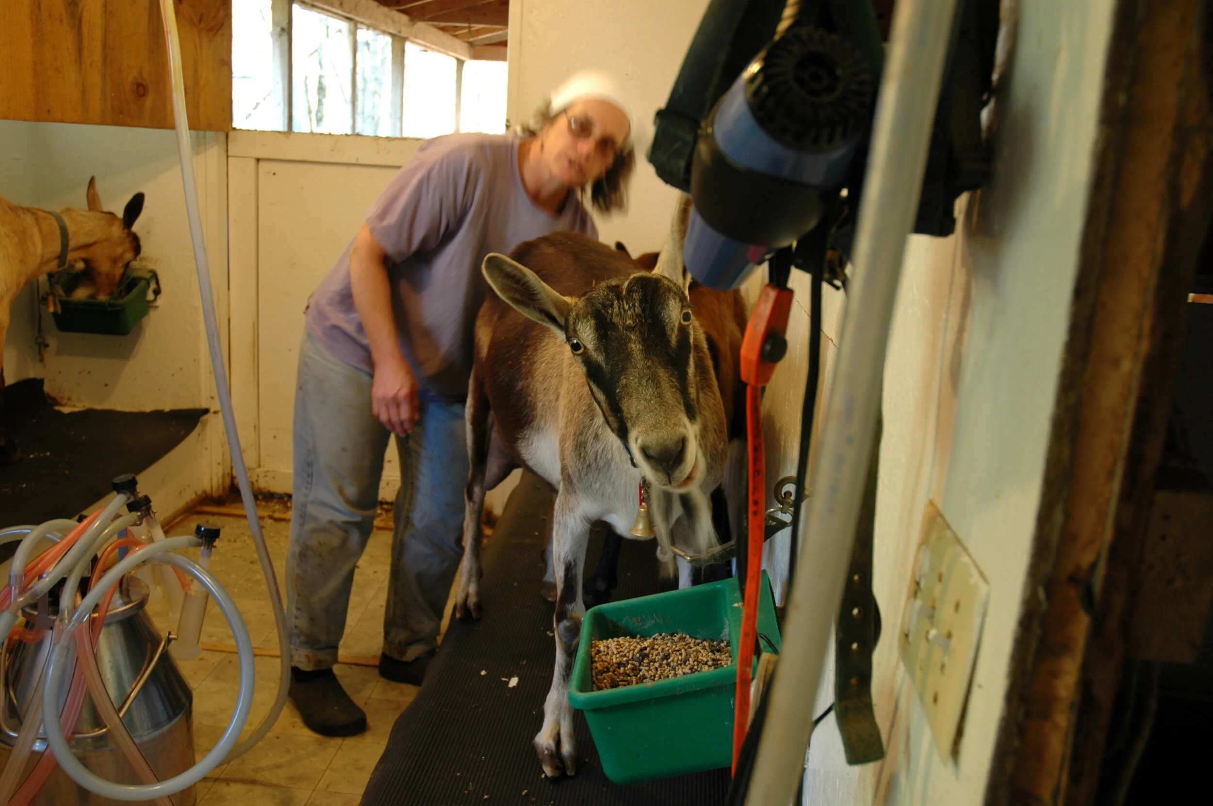 Appleton Creamery: Maine