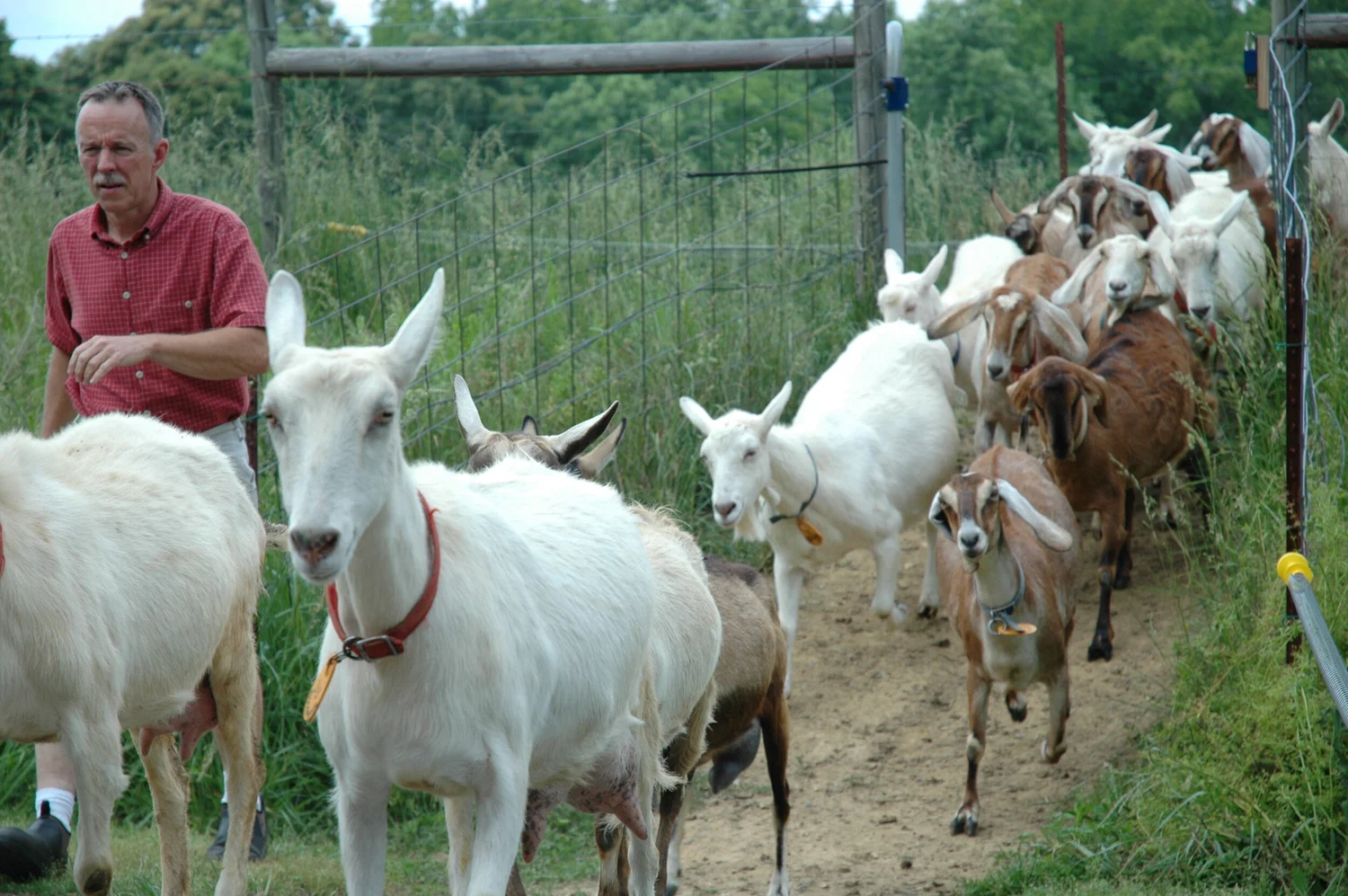 Goat Lady Dairy: North Carolina episode artwork