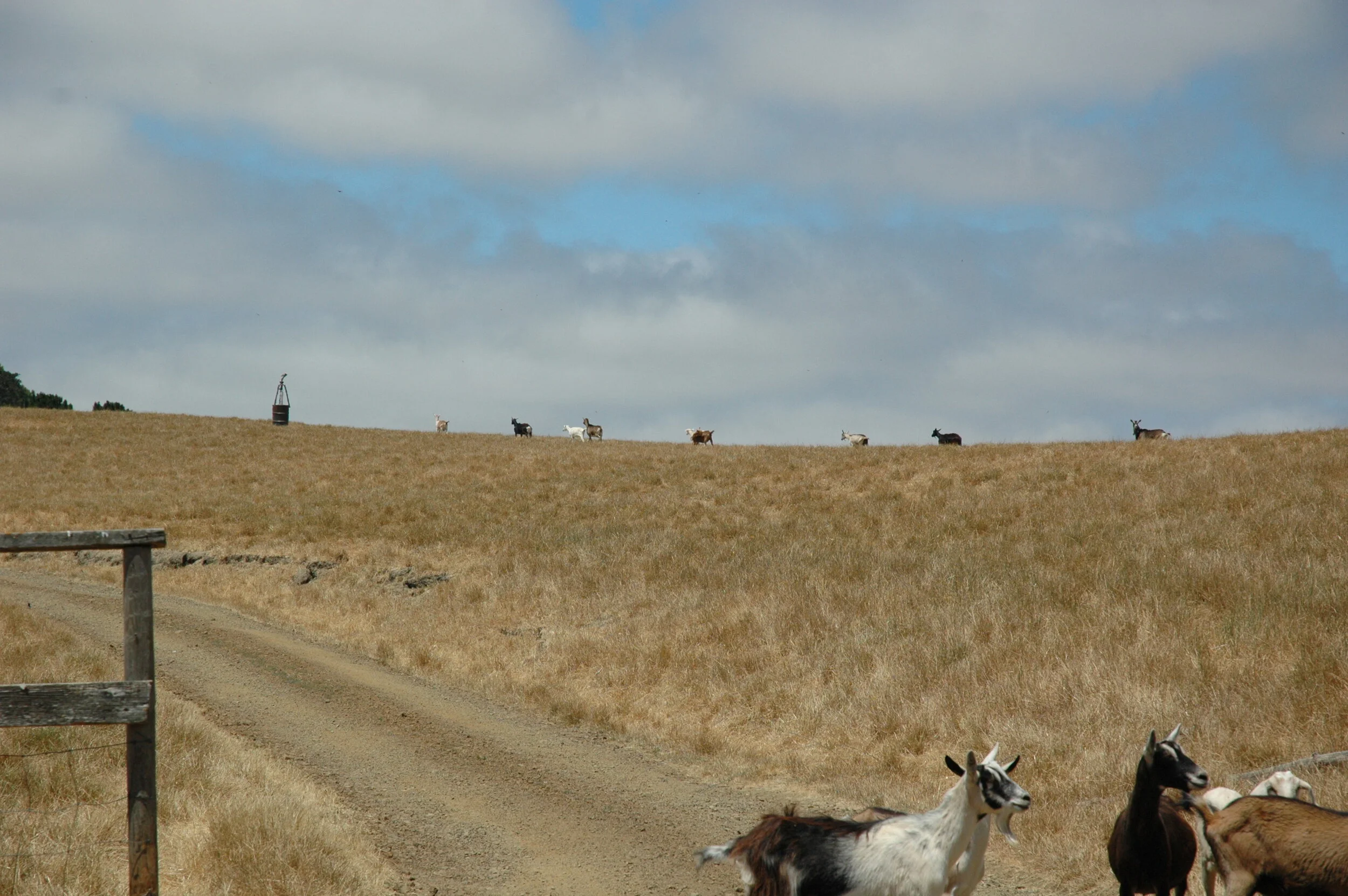 Andante Dairy: California