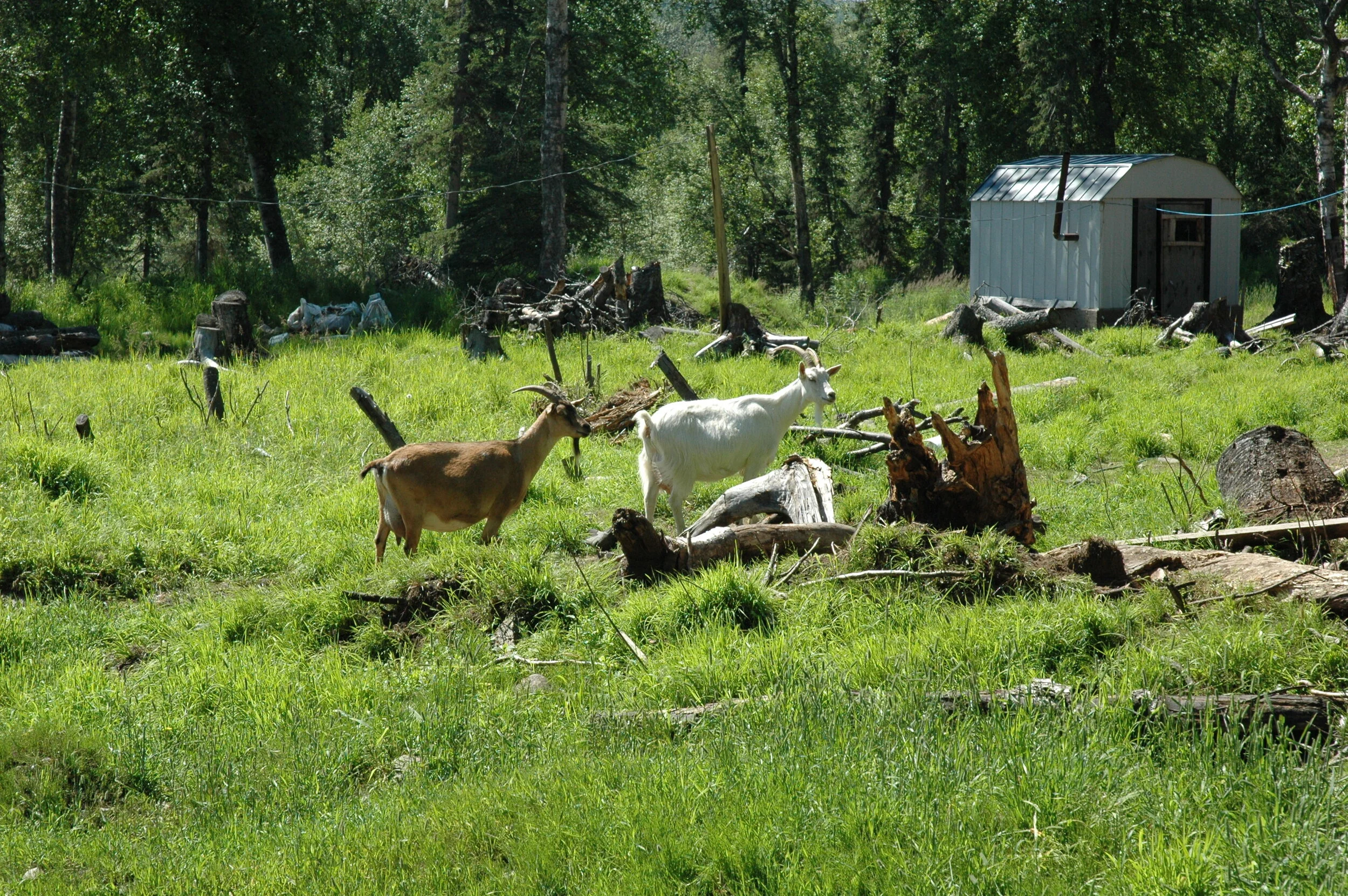 Cranberry Ridge Farm: Alaska