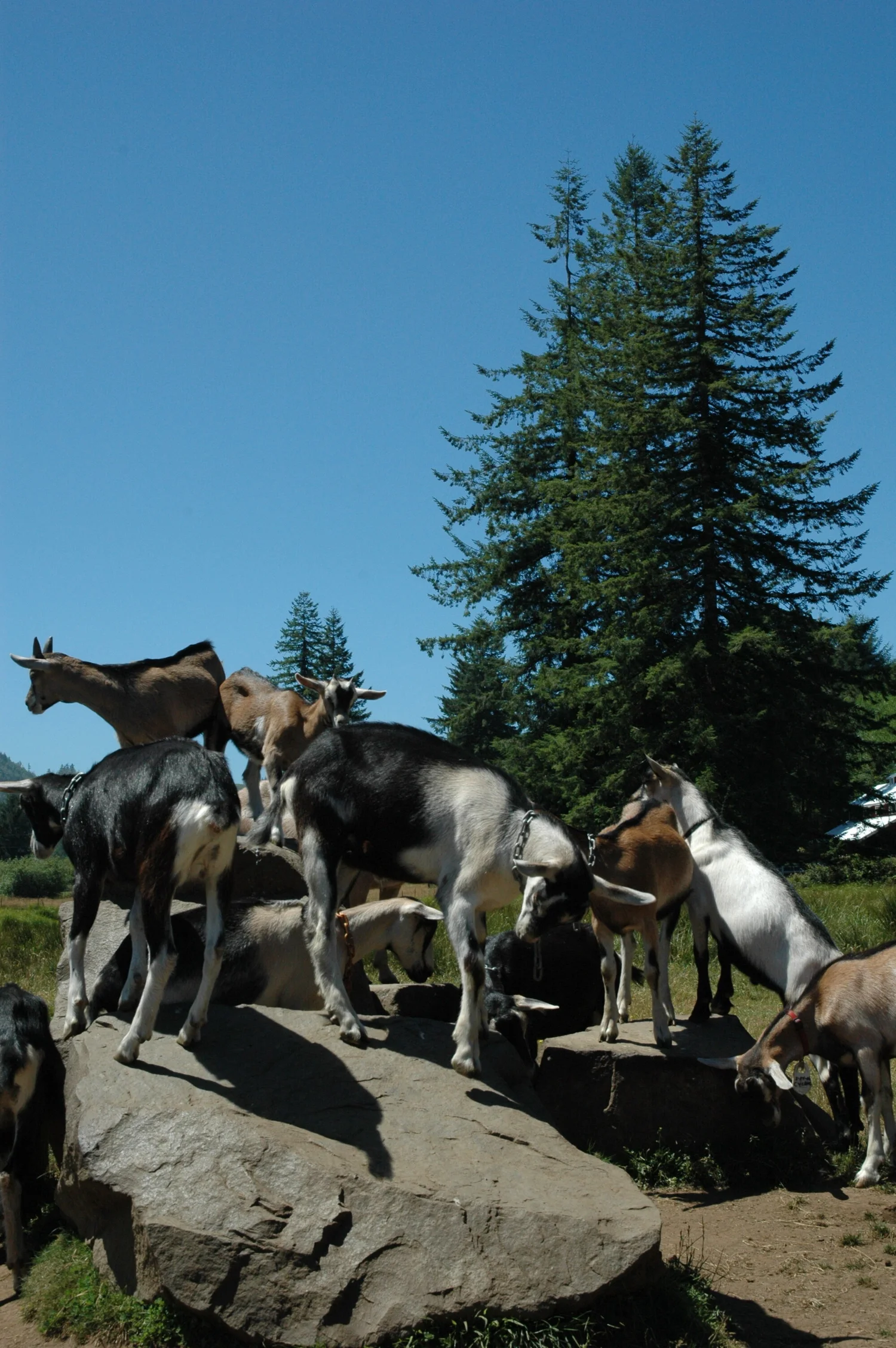 Three Ring Farm (aka Rivers Edge Chevre): Oregon episode artwork