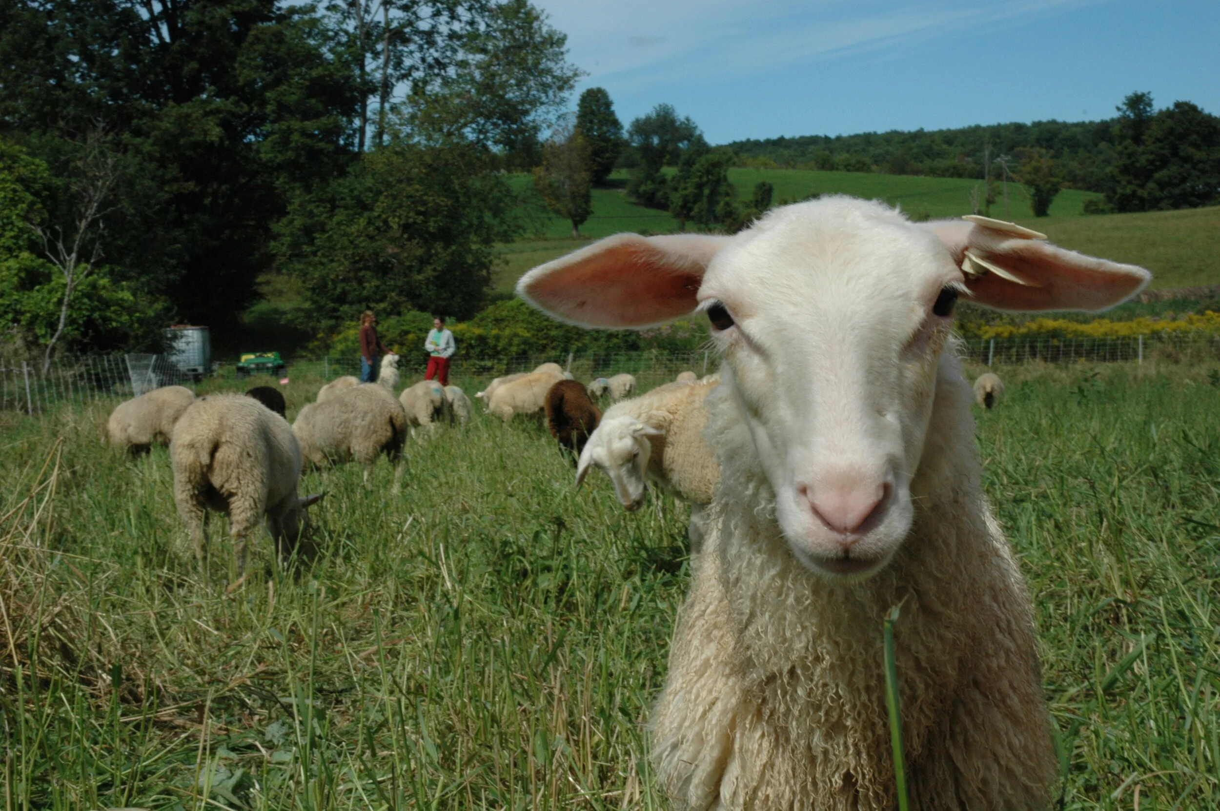 3 Corner Field Farm: New York