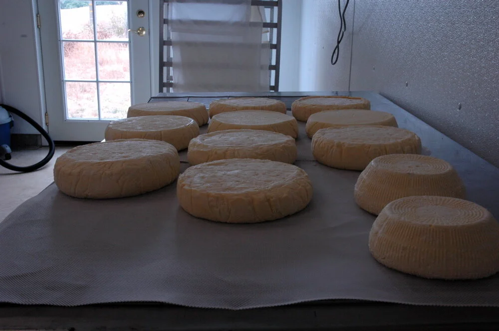 cheese.jpg