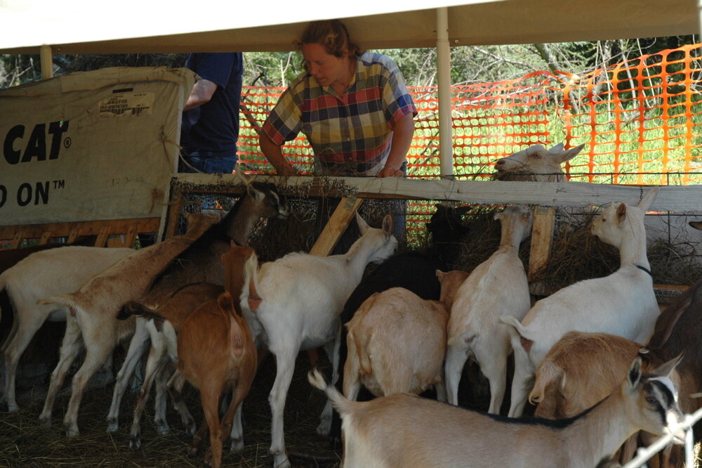 feeding_the_goats.jpg