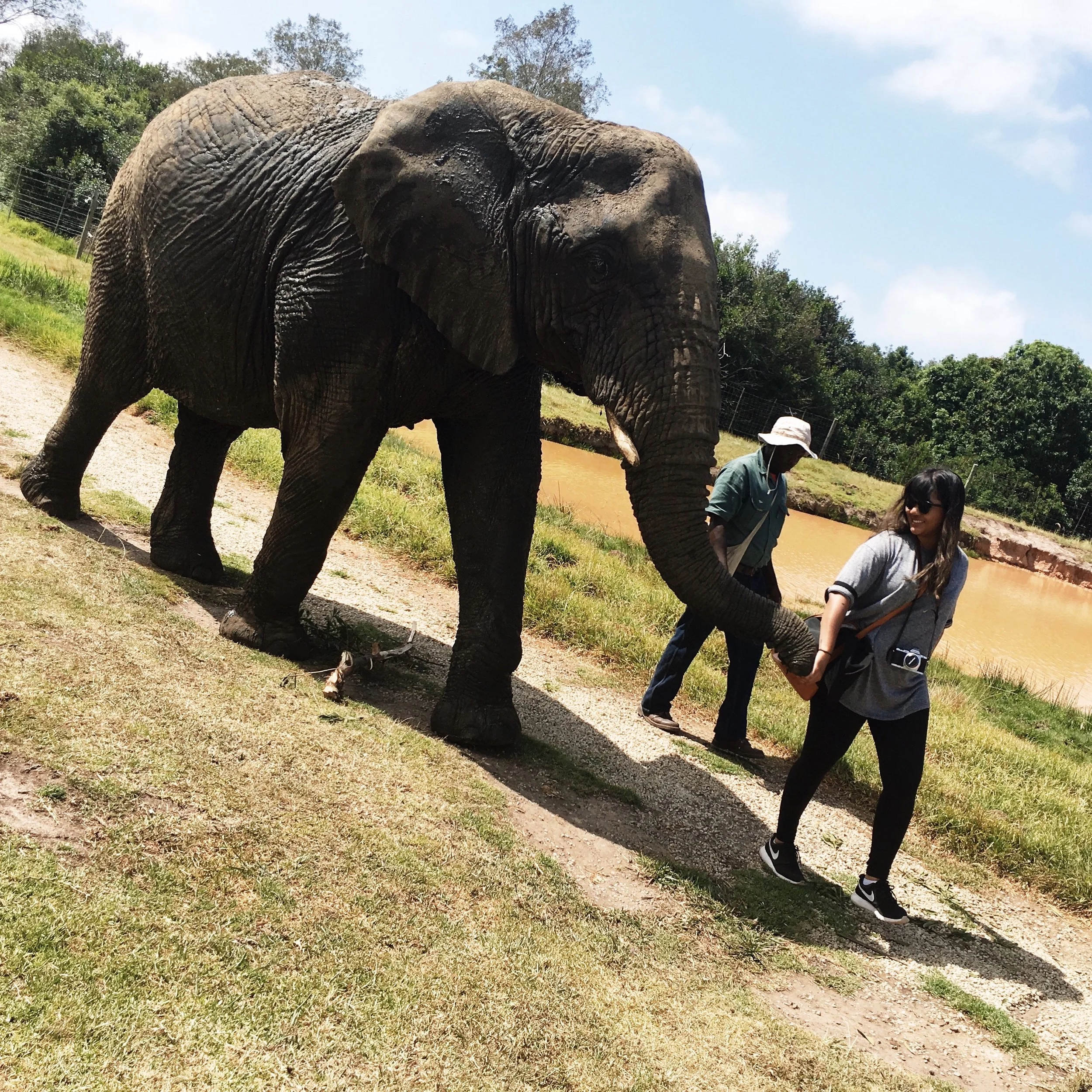 Elephant Sanctuary in Tsitsikamma where I learnt about South African elephants. It was interesting to see the differences between their local elephants and Thai elephants.