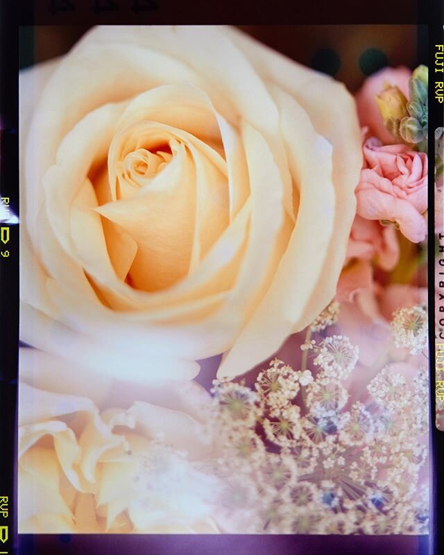 Florals 💐✨ shot on the #sinar #5x4 #largeformatcamera using #fujivelvia50 #6x7 #120film @studio705.sydney #stilllife #lightleaks #tiltshift #mediumformat