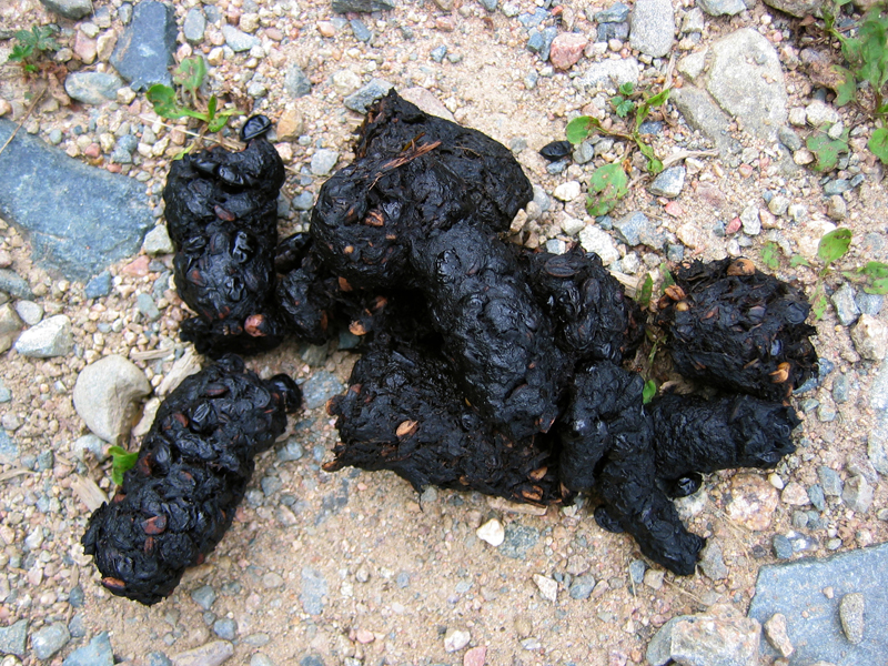 Poop not exactly as shown. (Photo courtesy of The Internet)