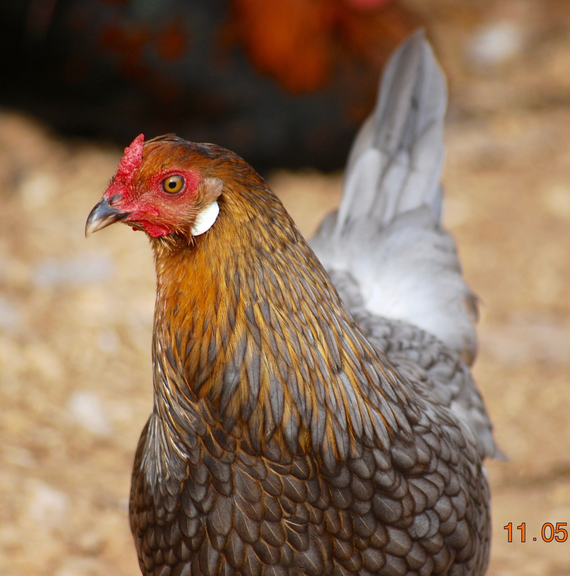 Blue Laced Wyandotte Chickens backyard, Beautiful chickens, Fancy